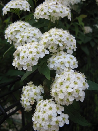 014 コデマリ.JPG