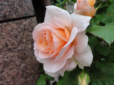 淡いオレンジのバラ４.jpg