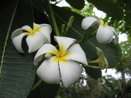 ２021 白い花.jpg