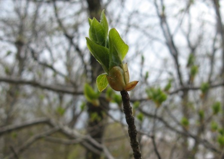 160 芽吹きが始まったばかり.JPG