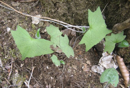 163 こうもり草.JPG