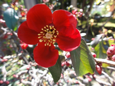 赤い木瓜の花１.jpg
