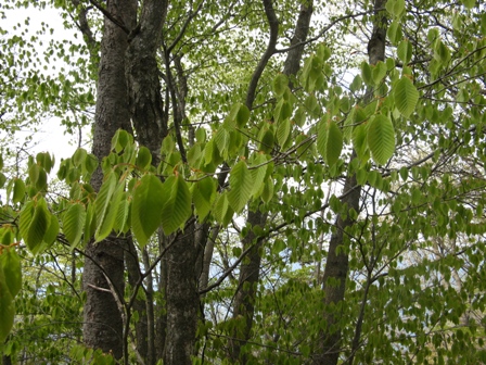 172 ぶなも若葉1.JPG