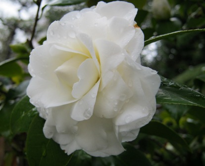 白椿八重、１.jpg