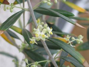olive flower