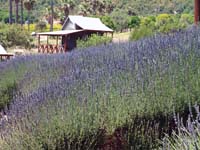 lavender field1