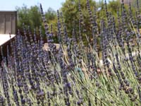 lavender field2