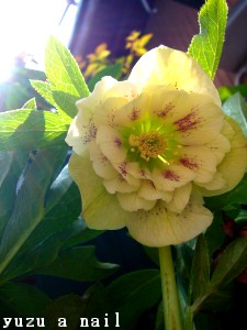 クリスマスローズ