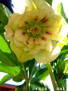 クリスマスローズ