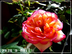 ハーレークィーン