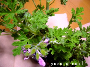 ハーブゼラニューム