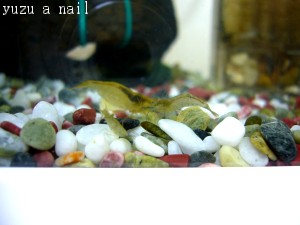 ミナミヌマエビ