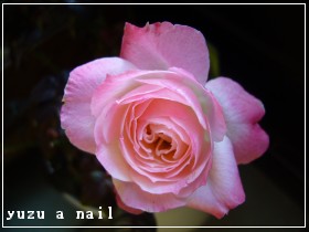 チュチュ・ＯＰ