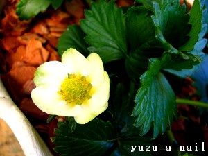 スーパーいちごエラン