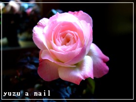 チュチュ・ＯＰ