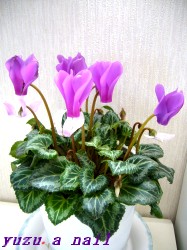 香りのミニシクラメン「アメジストブルー」