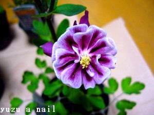 アクレギア ウィンキー