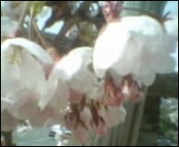 2006桜2