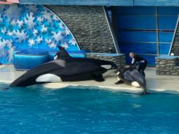 sea world 7