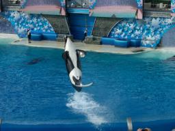 sea world 8