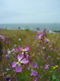 bodega bay 4