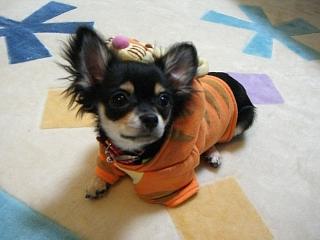 img0ee5d502i75oo4 迷子犬.jpg