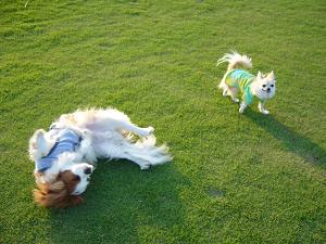 ゴロ～ン　　んも～！サンちゃんったら！