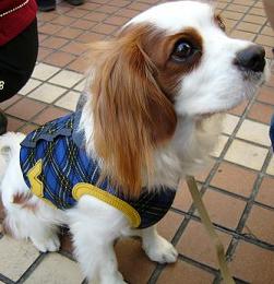 キリっとサンちゃん