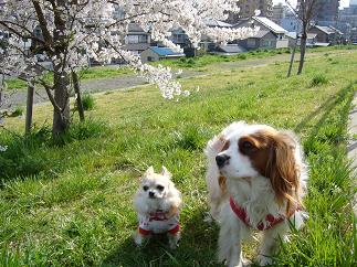 お花見デート♪