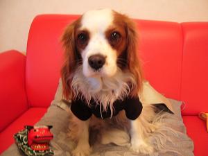 あけましておめでとう