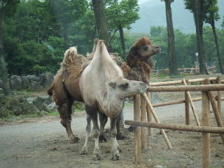 ラクダさん