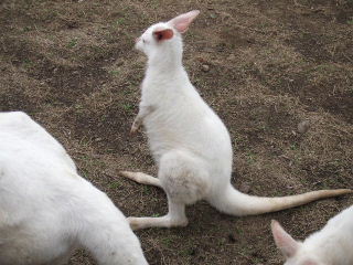 シロカンガルー