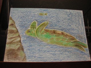 色鉛筆画 海亀 ひて と あお との快適生活 マナ 楽天ブログ