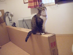 大好きダンボール