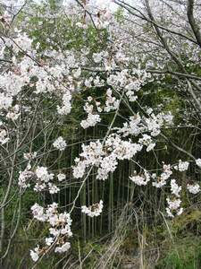 桜　2006-1