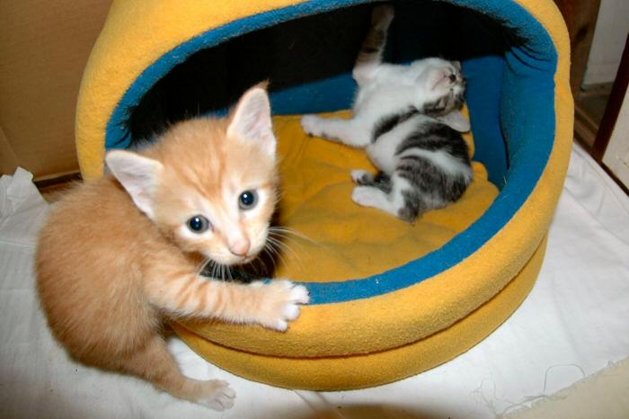 赤毛くん達は顔が違う