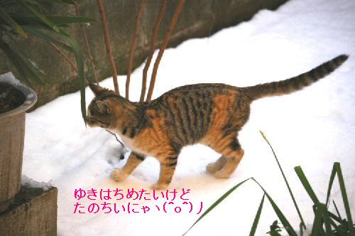 こりが雪なるものにゃりか・・・