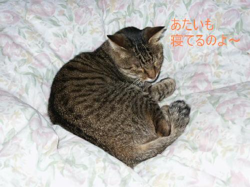 あたいも寝てるのよ～～～
