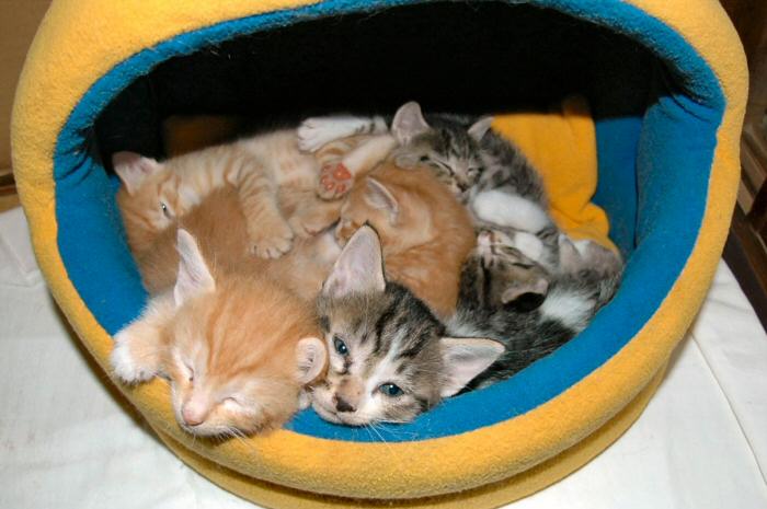 おそ松くん兄弟