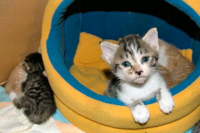 人間じみた表情