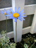 ブルーデイジー