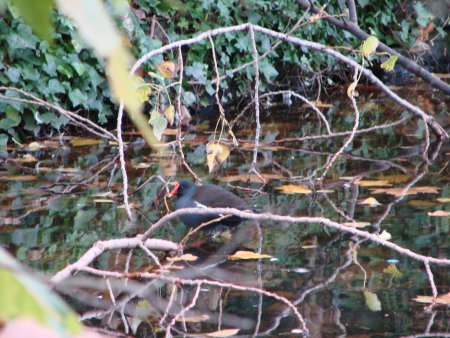 moorhen.jpg