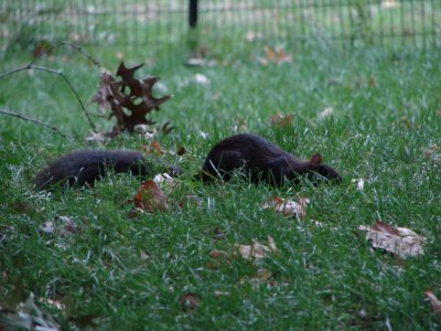 CblacksquirrelinCentralPark.jpg