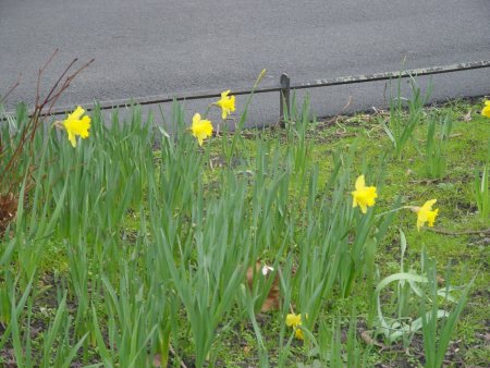 DaffodilsMarch06.jpg