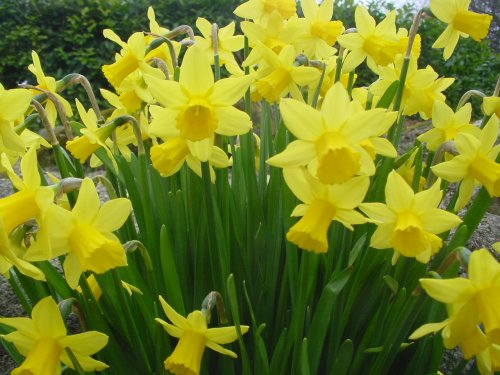 Daffodils2March06.jpg
