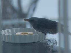 バードケーキを食べるヒヨドリ