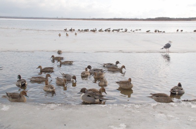 ウトナイ湖２