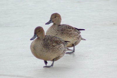 ウトナイ湖３