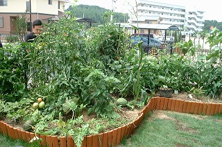 家庭菜園　2005.7.17