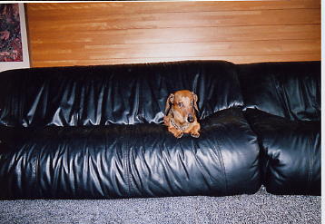 やす君　男の子　１１歳スムース